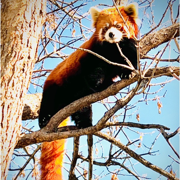 Meet your Posher, Alli - Picture 2 of 8